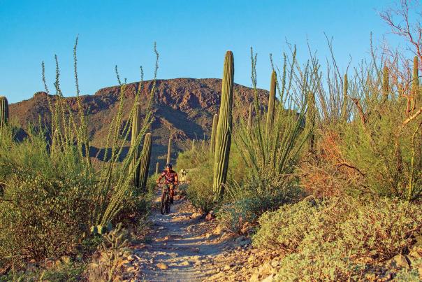 Tucson Mountain Park