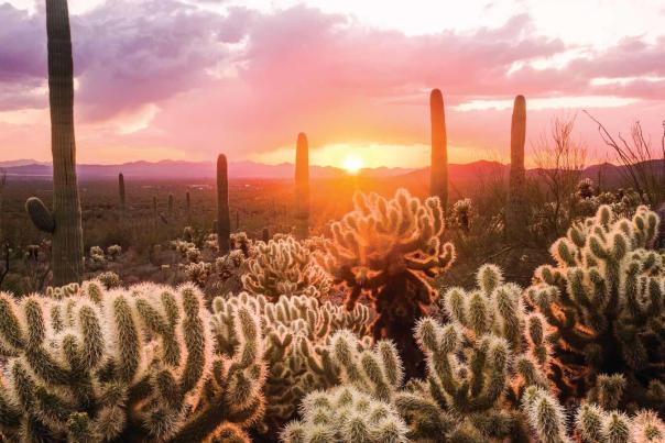 Saguaro National Park