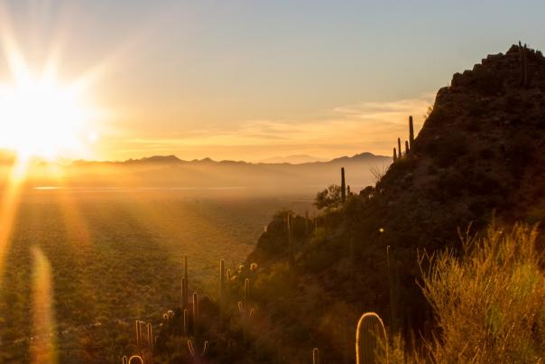 saguaro national park sunset