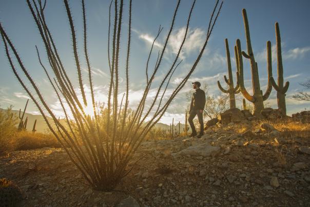 Ocotillo Plant and saguaro desert landscape from low angle with golden sunlight . A man facing away from the camera stares off into the distance