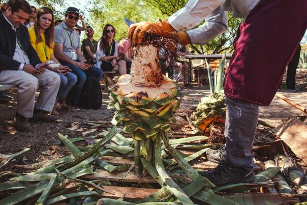 Close up of agave core and leaves being harvested by a man in front of a crowd