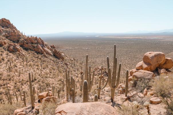 Landscape image showcasing a saguaro filled desert horizon