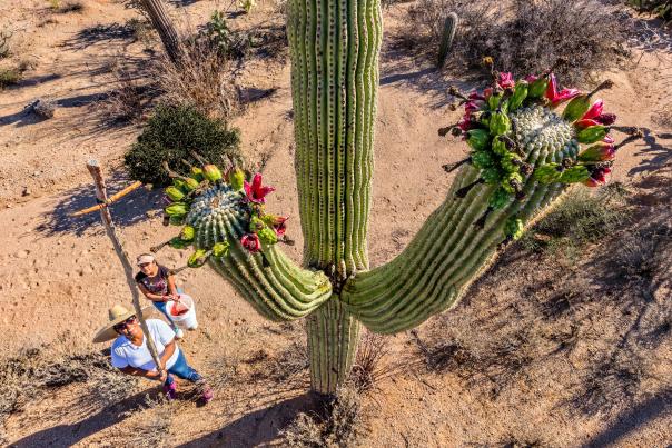 birds-eye view of two native women standing at the base of Saguaro cactus. One woman holds up cross-like picking tool to harvest the fruit blooming on top of cacti