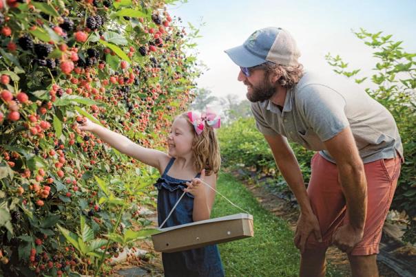Berry Farm