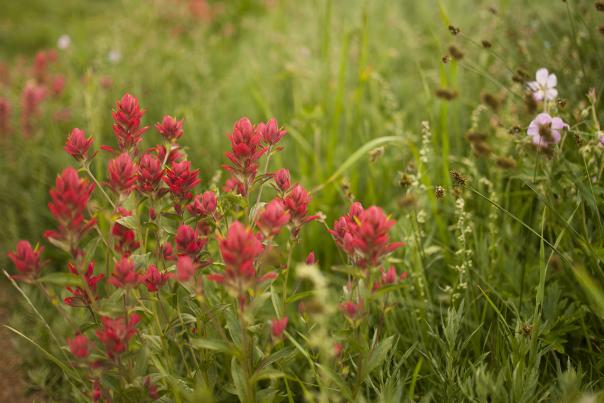 Indian Paintbrush wildflowers in Albion Basin in Little Cottonwood Canyon