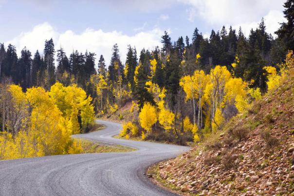 Autumn yellow leaves along a scenic mountain road