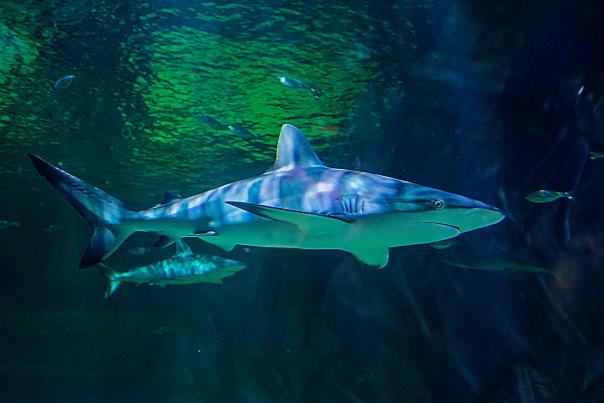 Reef Shark 1.jpg
