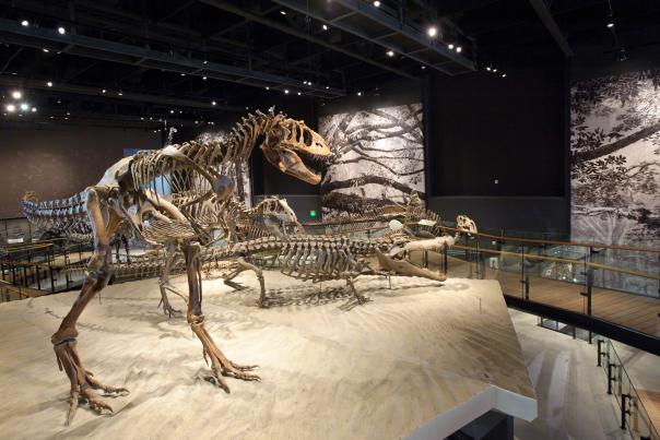 Dinosaur Fossil at Natural History Museum