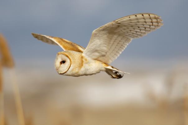 Owl