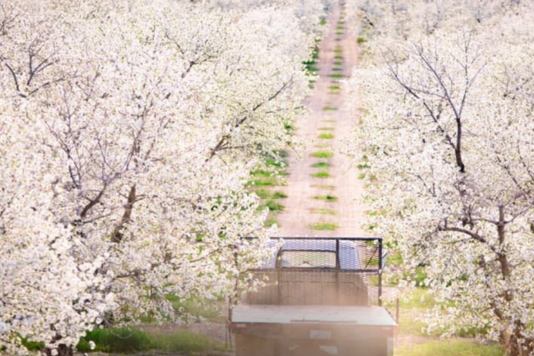 Cherry Hill Farm with blossoms