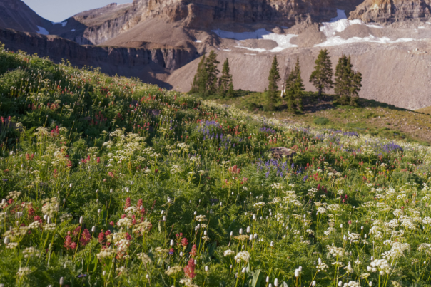 Mount Timp Wildflowers
