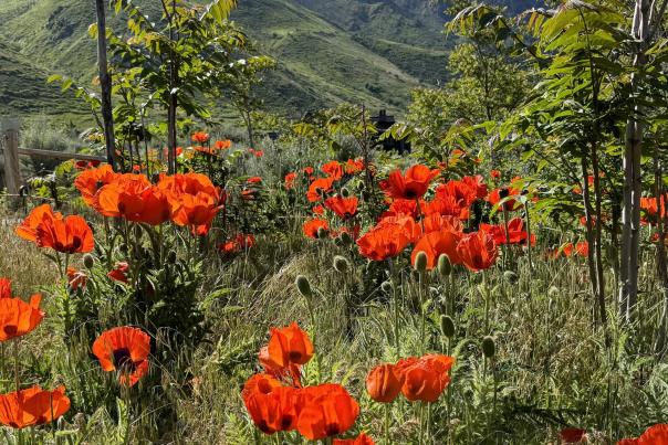 Alpine Poppies
