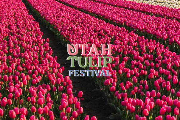 utah tulip festival