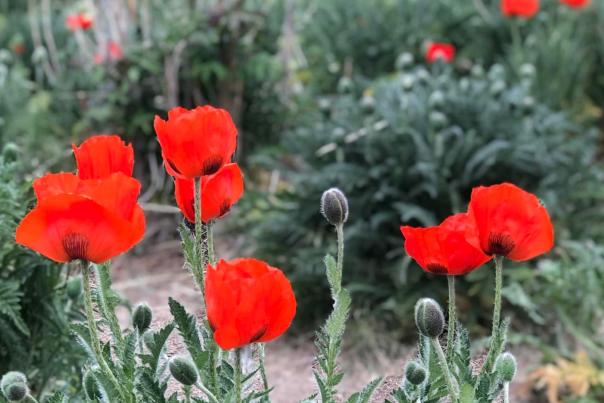 Alpine poppy fields