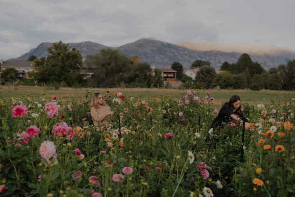 Beck Farm Flower Fields