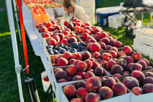 Fresh Fruit