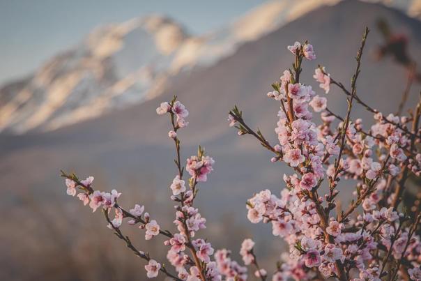Cherry Blossoms