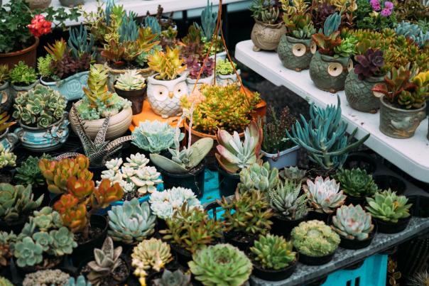 succulent plants arranged as for sale at a farmers market