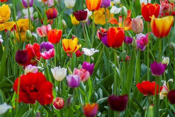 tulips