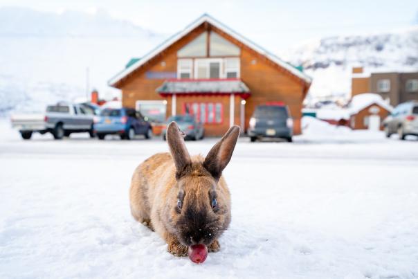 a rabbit eating a grape in front of a restaurant