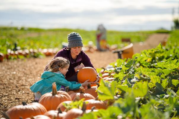 Pumpkin Patch