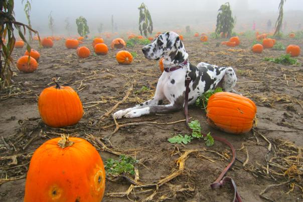 Dog at Pumpkin Patch