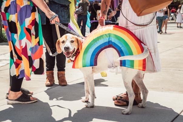 Dog, looking at the camera wearing a rainbow dog jacket at a Vancouver, Washington pride event