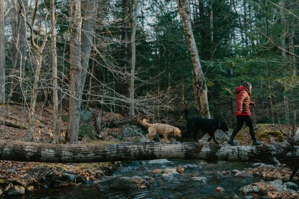 Stick Season in the Woods