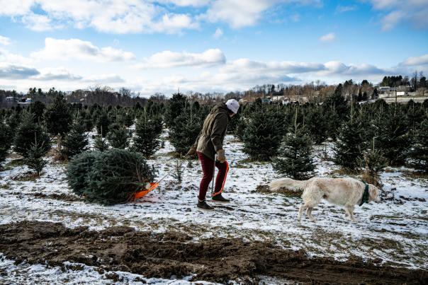 Christmas Tree Shopping