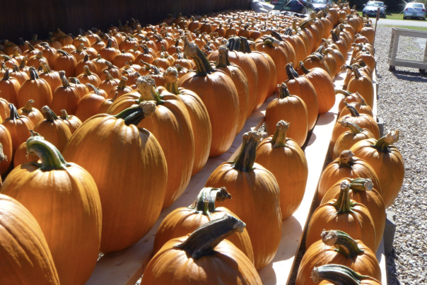 Sam Mazza's Pumpkins