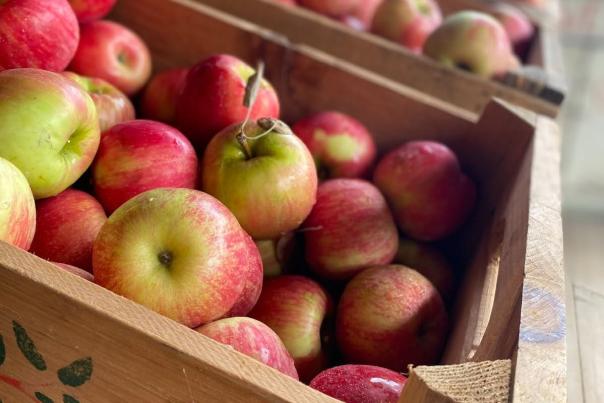 Fall Apple Picking