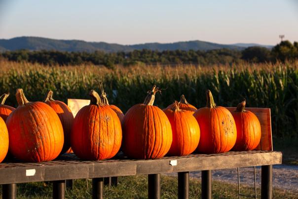 Pumpkins and a Corn Maze in Fall