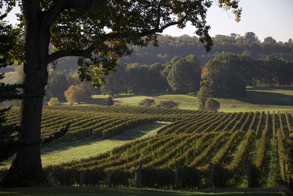 Trump Winery