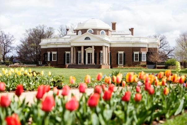 Monticello Tulips in the spring