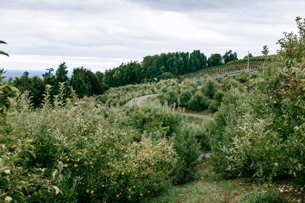 Carter Mountain Orchard