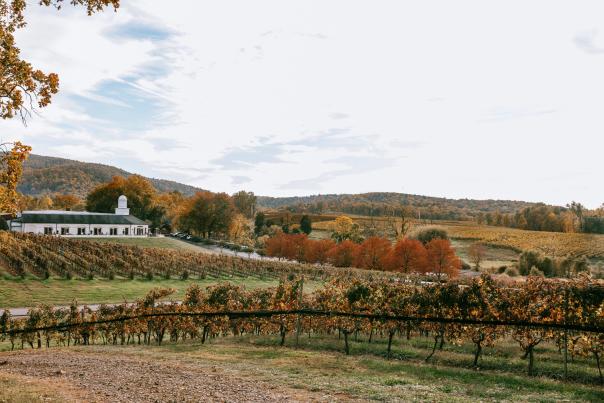 Barboursville Vineyards in the Fall