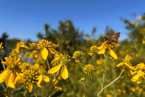 Fall Wildflowers: Wingstem