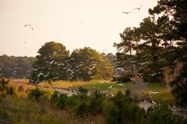 Birds taking flight above a stream in Chincoteague National Wildlife Refuge