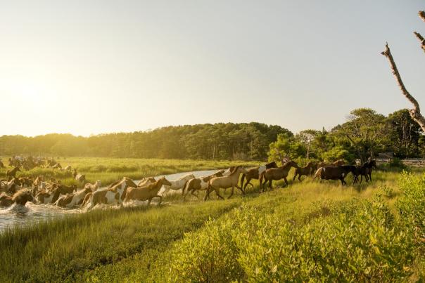 Chincoteague Pony Swim