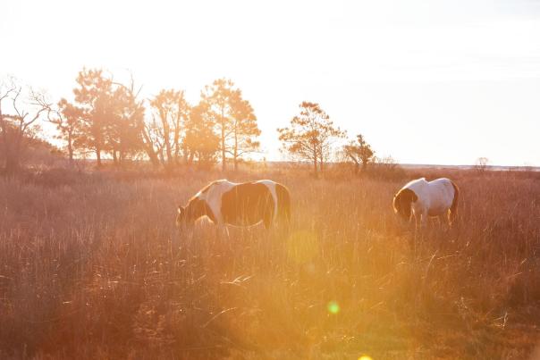 Chincoteague National Wildlife Refuge