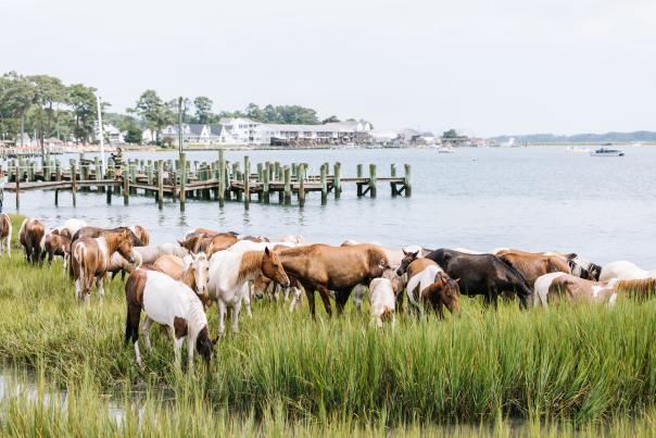 Chincoteague Pony Swim