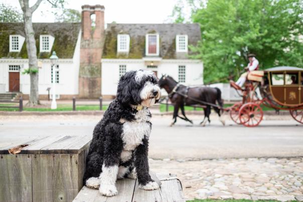 Dog enjoying the sites at Colonial Williamsburg