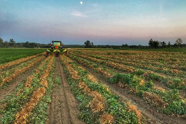 Southampton County Peanuts