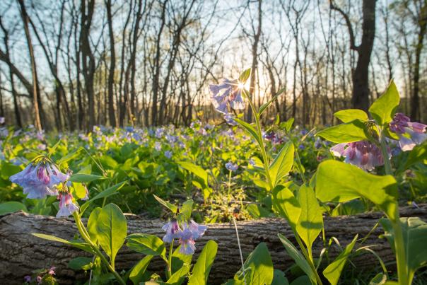 Bluebells at Banshee Reeks Nature Preserve