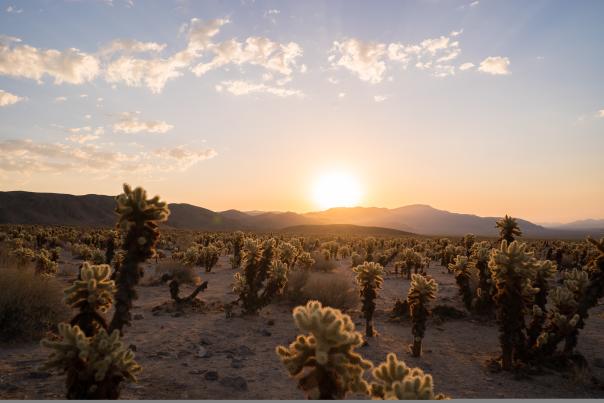 Cholla Cactus Garden, Joshua Tree National Park, Twentynine Palms California