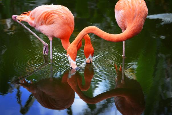Flamingo07.jpg