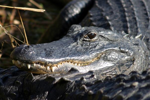 everglades-alligator-colon-photo.jpg