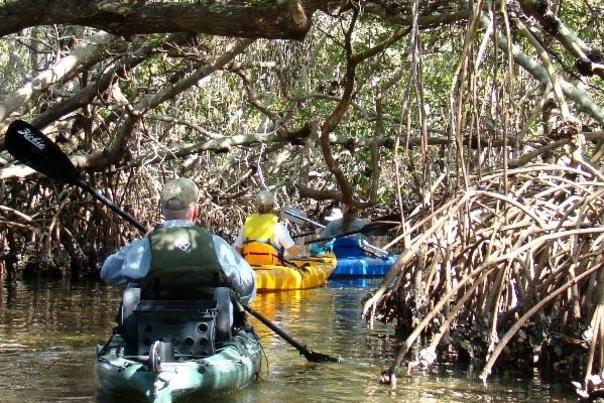 Wayne Adventures, kayaking in mangroves