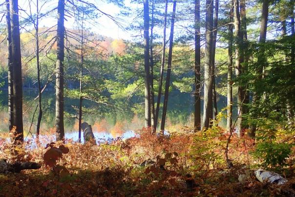 Palmer Pond
