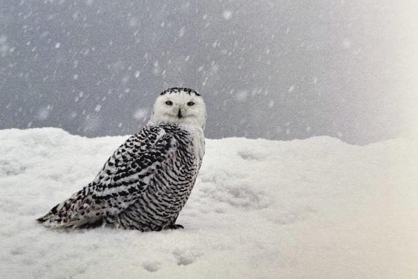 Snowy Owl